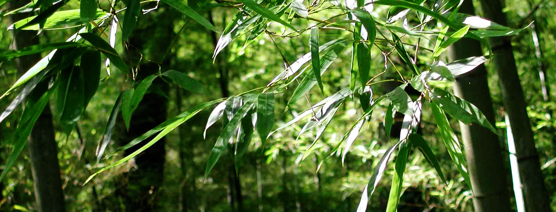 Discover DMVP bamboo veneer, bamboo beams, bamboo decking and more